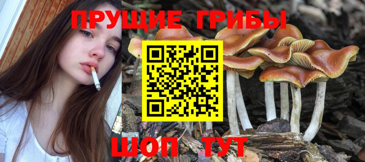 Галлюциногенные грибы GOLDEN TEACHER  Псилоцибиновые грибы Psilocybine cubensis  Вход с VPN  Новотроицк 